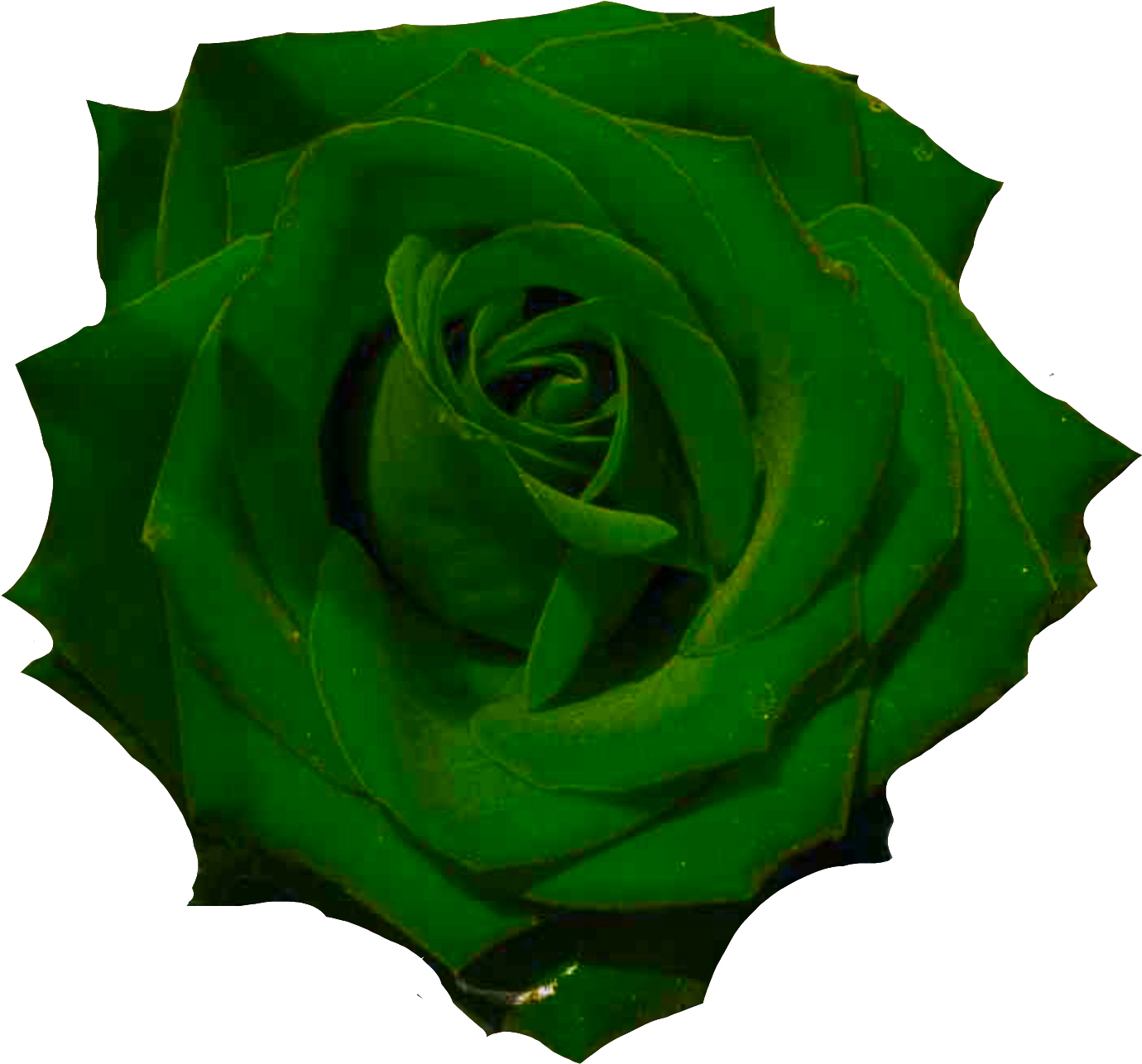 El Jardin De Rossy - Black Roses Transparent Png Clipart (1510x1447), Png Download