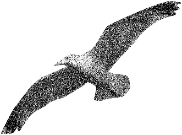 Seagully - Golden Eagle Clipart (991x700), Png Download