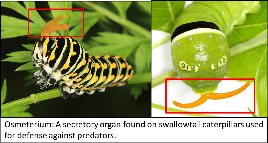 1115 X 600 10 - Caterpillar Smell Clipart (1115x600), Png Download