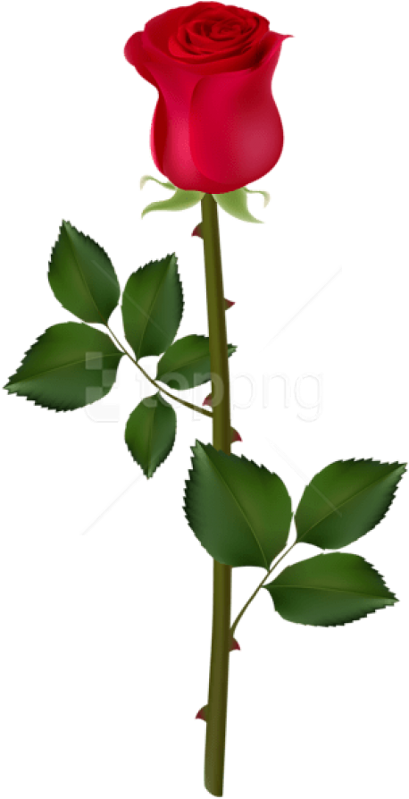 Free Png Download Red Rose Png Images Background Png - Red Rose Png Logo Clipart (481x906), Png Download