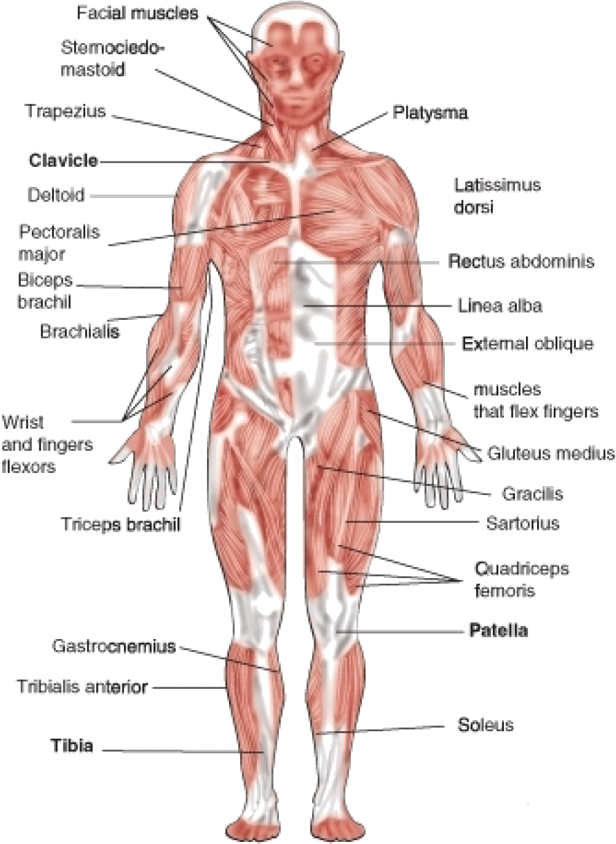 Human Muscular Chart - Muscular System Clipart (921x1270), Png Download