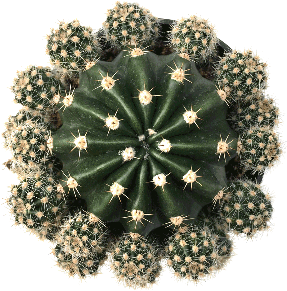 Echinobiva 'rainbow Bursts' - Rainbow Burst Cactus Clipart (1024x1024), Png Download