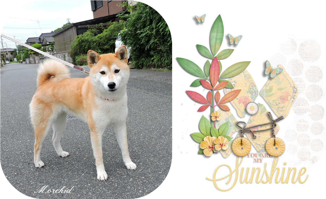 This Girl Called 'ku Chan' Is My Neighbor's Dog - Akita Inu Clipart (1284x793), Png Download