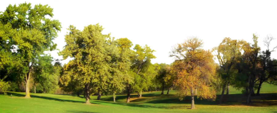 Backdrop Treeline Autumn - Grass Lawn And Trees Clipart (900x369), Png Download