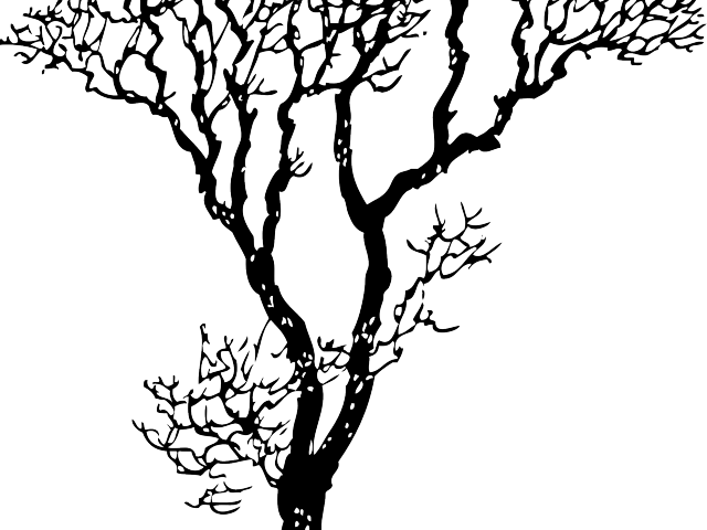Tree Line Art - Tree Black And White Image Clipart - Png Download (640x480), Png Download