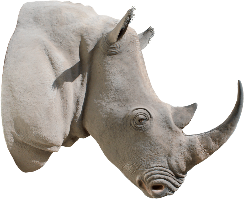 Rhino Head Png Clipart (1292x862), Png Download