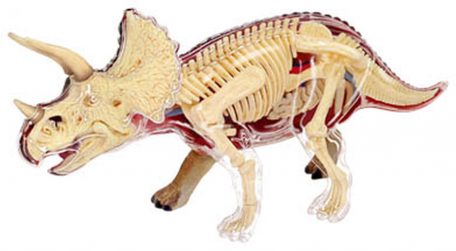 Triceratops Anatomy Model - Triceratops Anatomy Clipart (640x640), Png Download