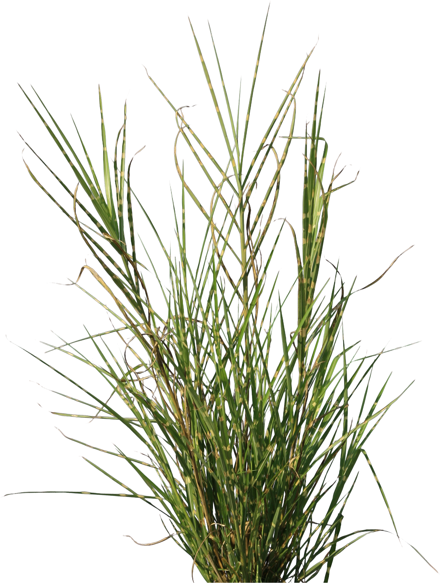 Grass Png Texture - Transparent Grass Texture Png Clipart (1643x2048), Png Download