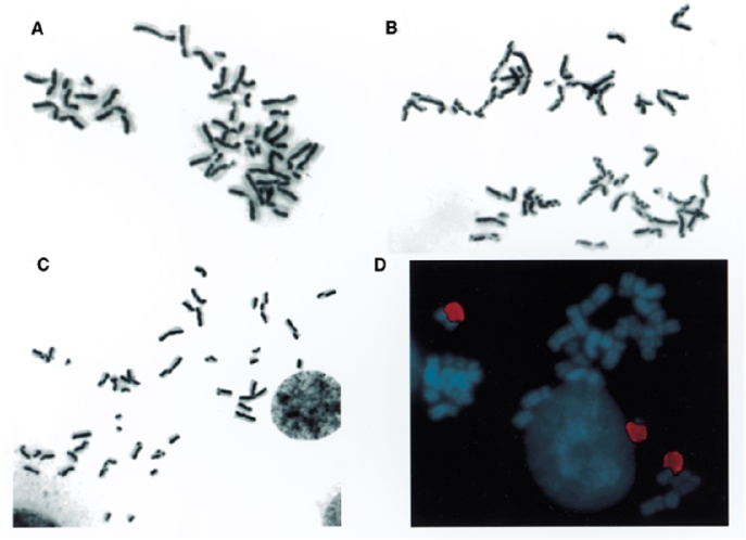 Retention Of Elevated Sce Phenotype In Htert Infected - Visual Arts Clipart (850x510), Png Download