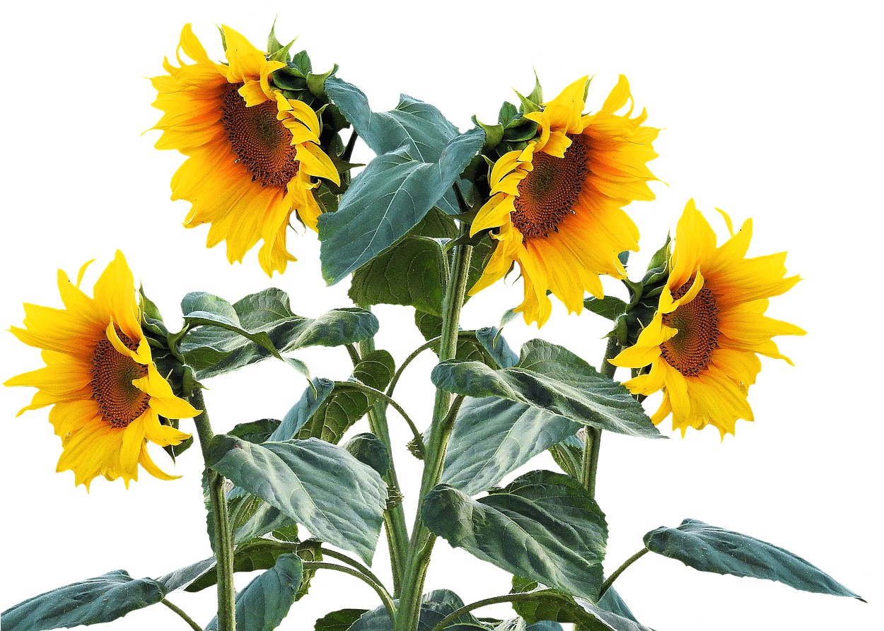 1280 X 902 4 - Sunflower Plant Png Clipart (1280x902), Png Download