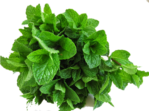 Mint - Flowerpot Clipart (700x700), Png Download