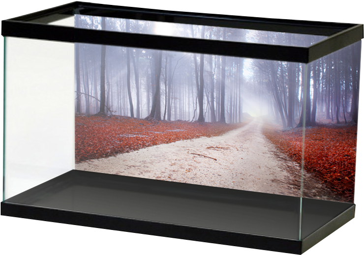 Red Leafy Forest Path Clipart (800x800), Png Download