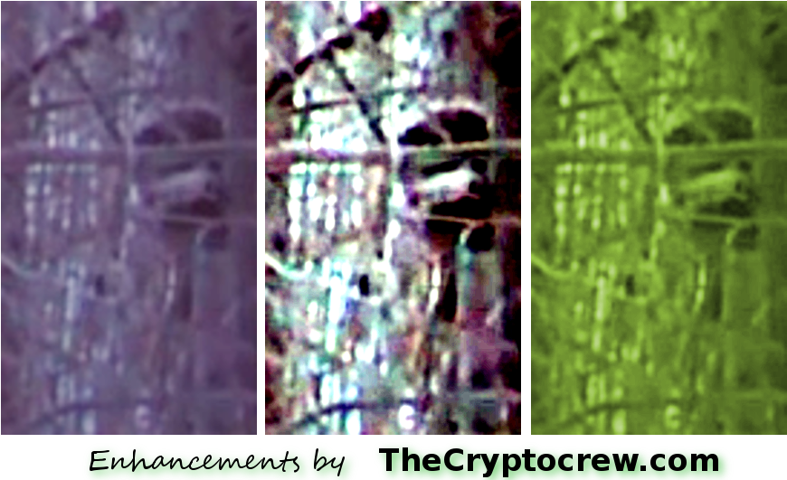 Bigfoot Caught On Game Camera - Art Clipart (900x540), Png Download