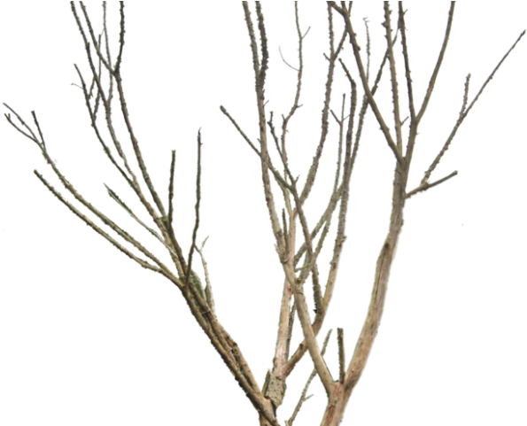 Dead Tree Clipart Desert Png - Png Dry Tree Transparent Png (640x480), Png Download