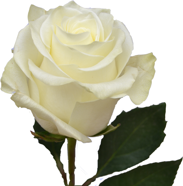 White Roses Clipart (667x650), Png Download