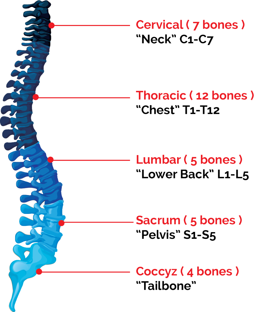 Spinal Cord Png - Spinal Cord Clipart (832x1024), Png Download