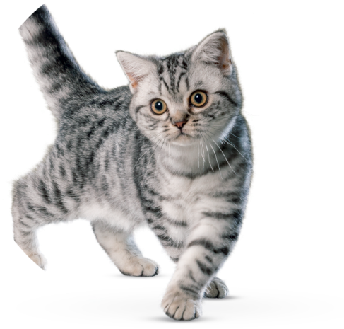 Cat - Dragon Li Clipart (555x558), Png Download