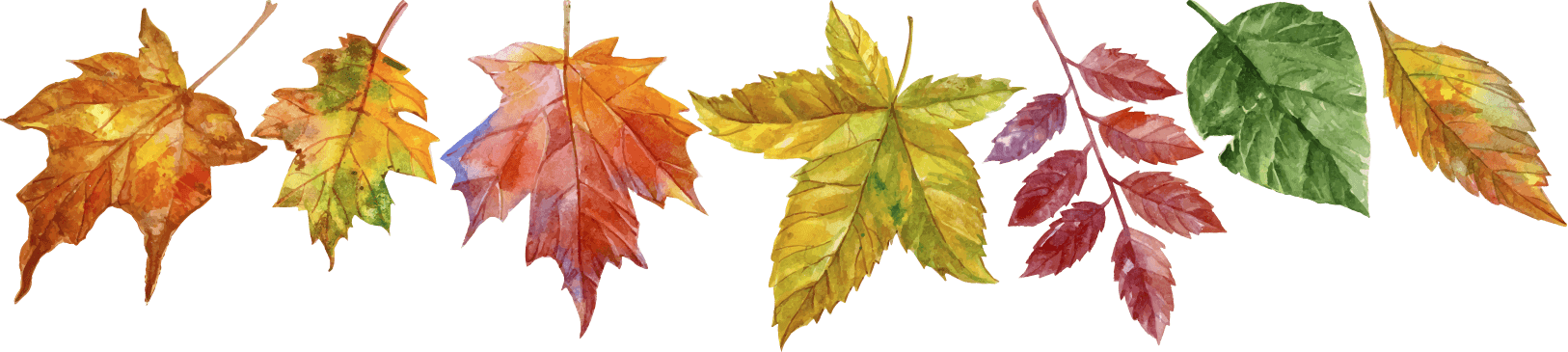 Falling Leaves - Maple Leaf Clipart (1626x365), Png Download
