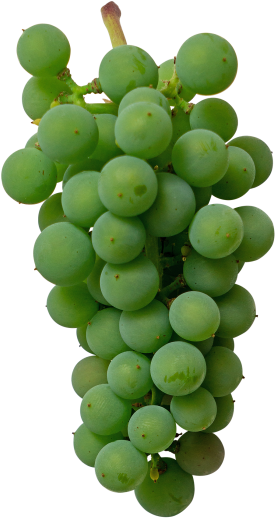 Green Grape - Seedless Fruit Clipart (866x650), Png Download
