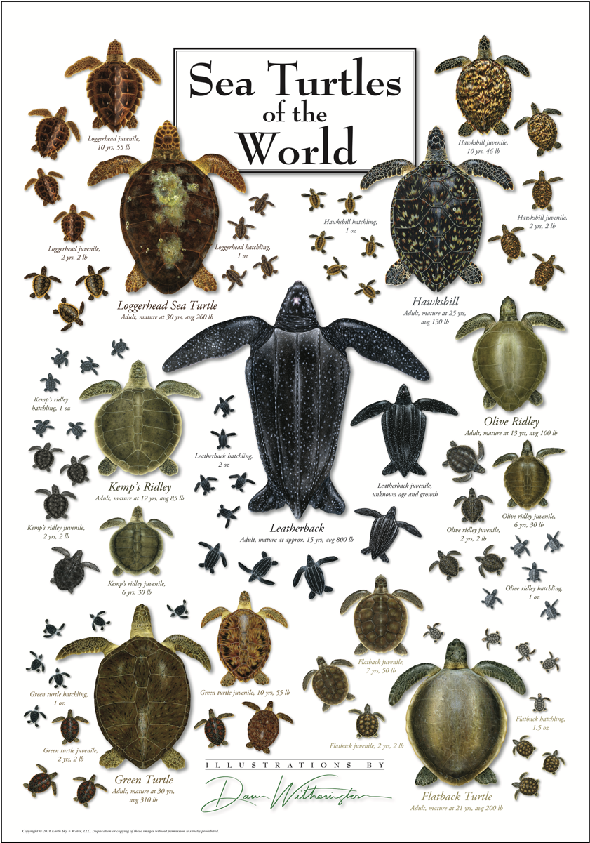 Sea Turtles Of The World Poster - Sea Turtles Species Clipart (1200x1200), Png Download