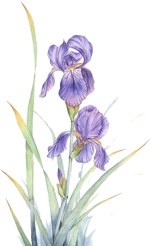 Watercolor Painting Violet Flower - Watercolor Transparent Iris Flower Clipart (508x825), Png Download