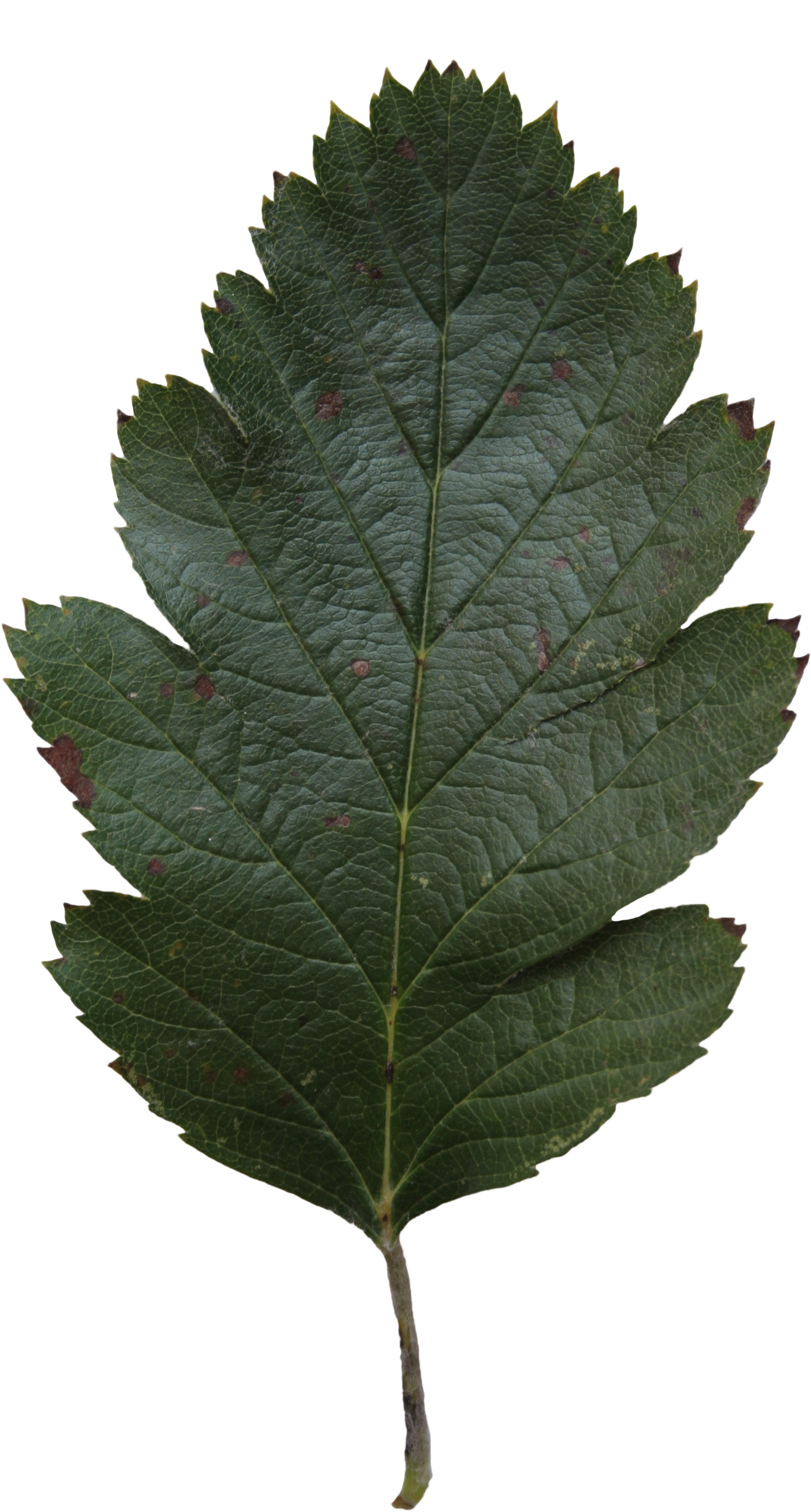 2304 X 3456 22 - Tree Clipart (2304x3456), Png Download