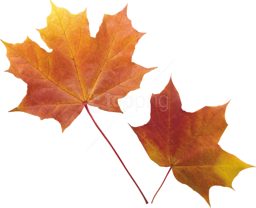 Free Png Autumn Leaf Png Images Transparent - Transparent Background Fall Leaves Png Clipart (850x689), Png Download