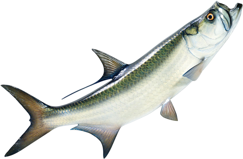 Fish Png - Tarpon Fish Png Clipart (800x529), Png Download