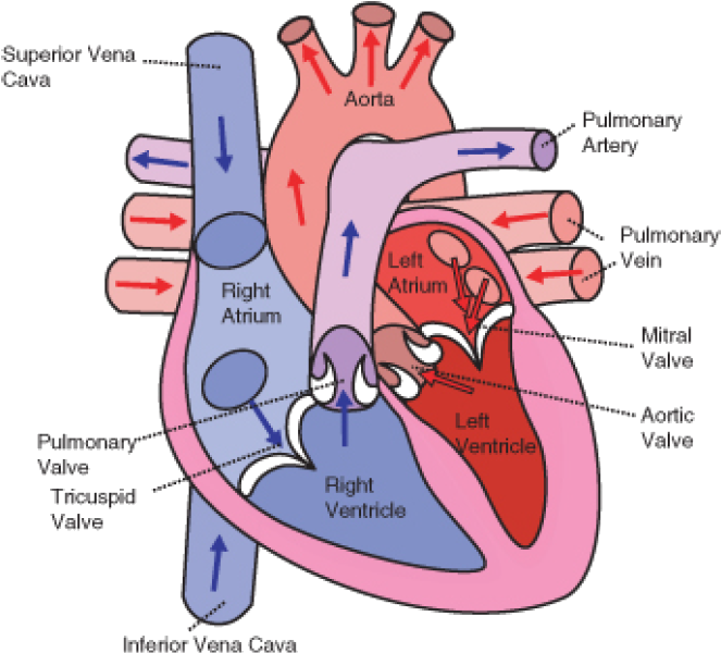 The Direction Of Blood Flow Through The Heart Clipart (663x600), Png Download