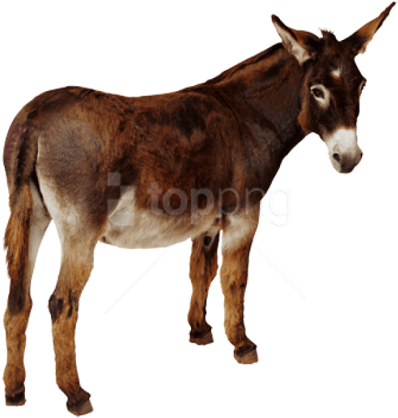 Free Png Download Donkey Png Images Background Png - Donkey Png Clipart (850x611), Png Download