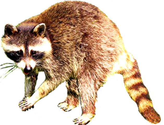 Raccoon Gif With Transparent Background Clipart (640x480), Png Download