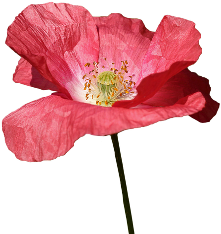 Poppy, Red, Flower, Spring, Red Flowers, Wild, Color - Red Clipart (960x640), Png Download
