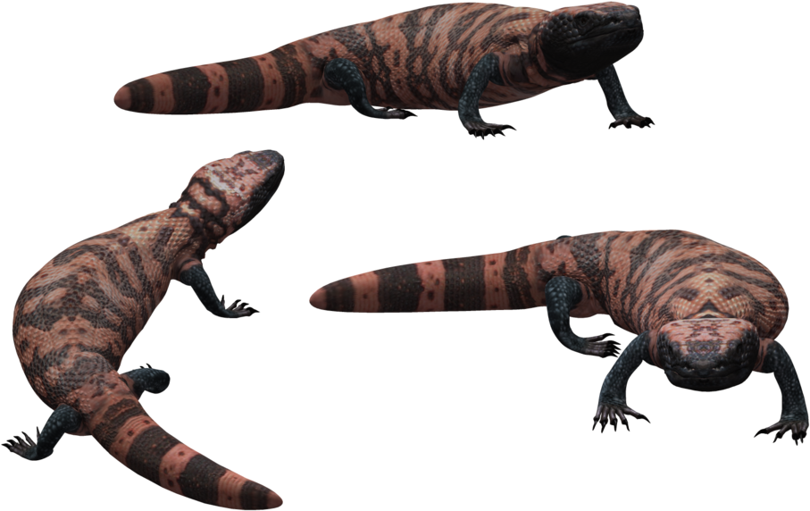 Download Lizard Png Transparent Images Transparent - Gila Monster No Background Clipart (1024x645), Png Download