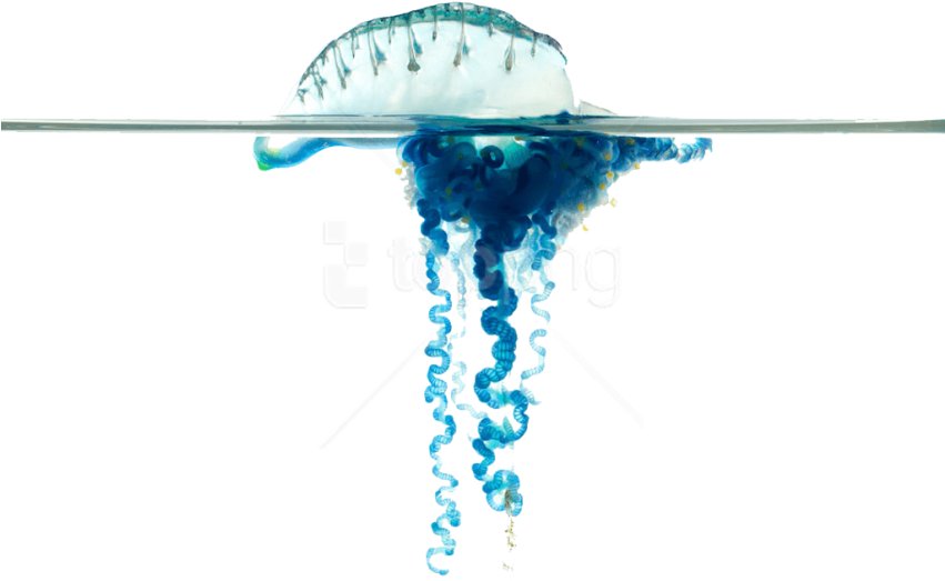Free Png Download Blue Bottle Jellyfish S Png Images Clipart (850x638), Png Download
