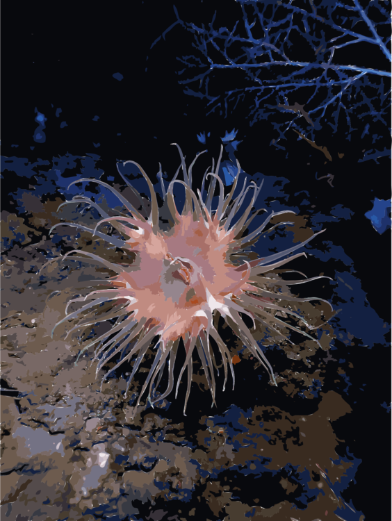 Jellyfish Sea Anemone Underwater Actinostola Ocean - Anémone Animal Clipart (564x750), Png Download