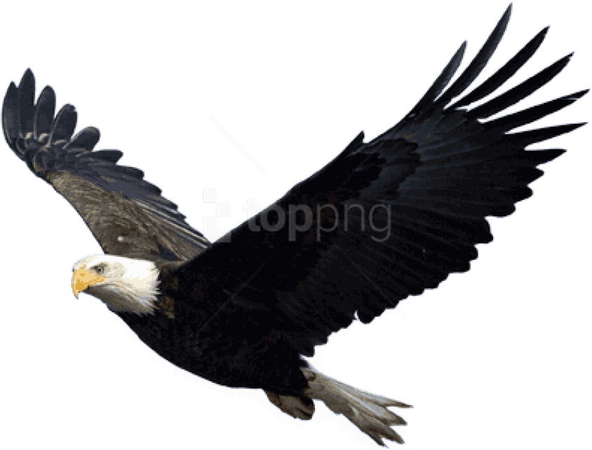 Free Png Download Eagle Png Images Background Png Images - Eagle Png Clipart (851x644), Png Download