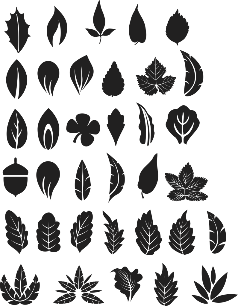 Tree Leaves Vector Free - Tree Leaf Vector Png Clipart (795x1024), Png Download