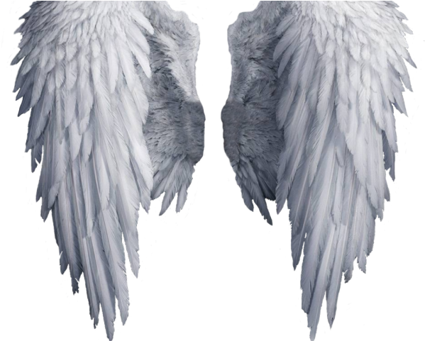 Angel Wings Png - Transparent Background Angel Wings Png Clipart (640x480), Png Download