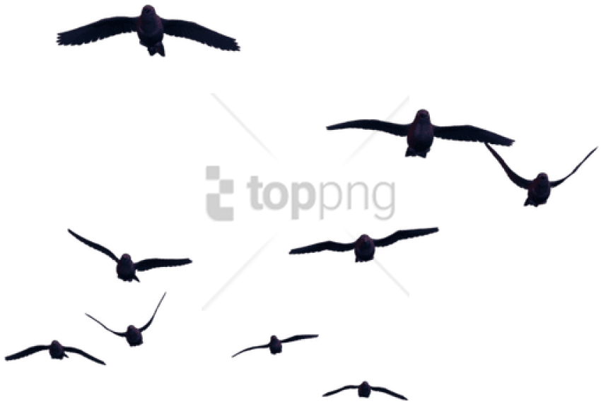Free Png Download Birds For Photoshop Png Images Background - Birds Png Clipart (850x572), Png Download