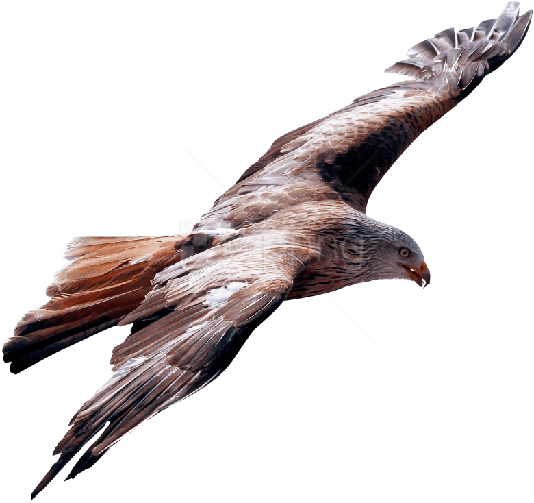 Free Png Download Eagle Fly Png Images Background Png - True Leader Is One Who Is Humble Enough Clipart (850x802), Png Download