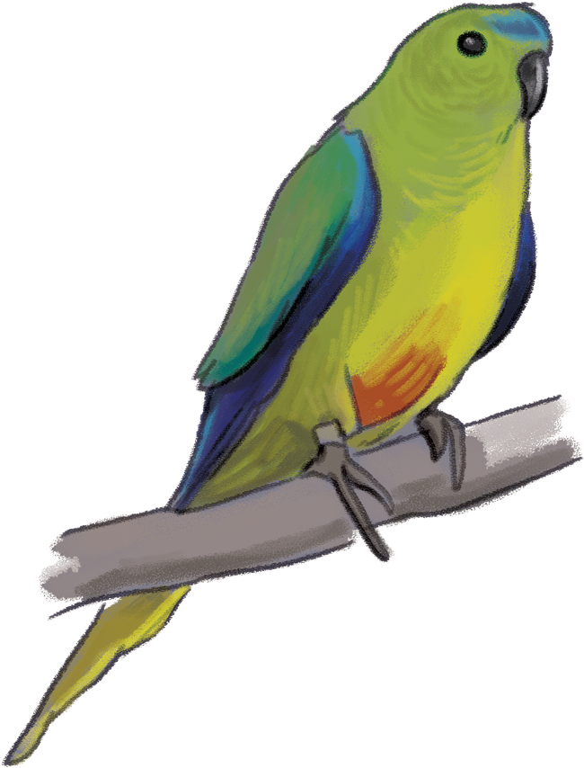 Clip Library Library Living Wetlands Birds Rachel Tribout - Lovebird - Png Download (1000x1082), Png Download