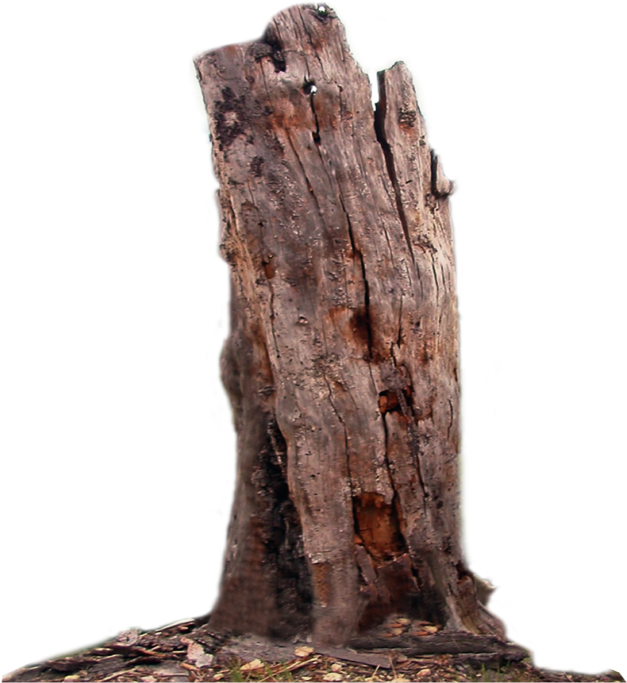 Deadtree Rottentree Rotten Tree - Tree Trunk Transparent Clipart (1024x1024), Png Download