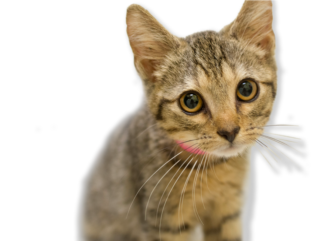 Your Donations Make All The Difference - Domestic Short-haired Cat Clipart (1085x800), Png Download