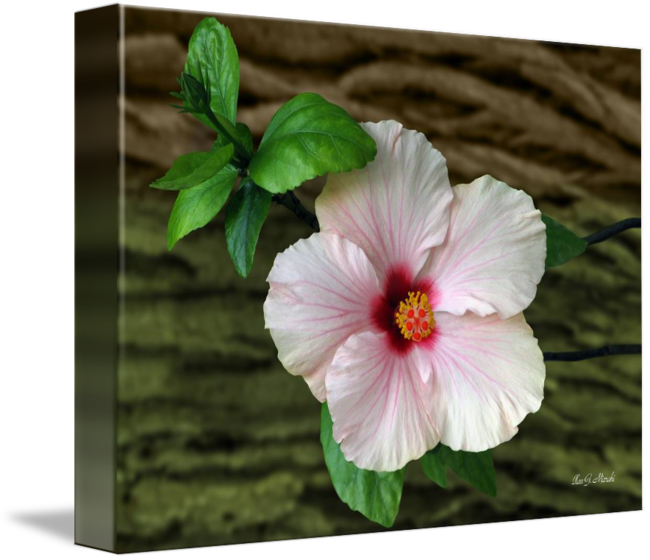In Front Of Bark By Ilan Mizrahi - Chinese Hibiscus Clipart (650x560), Png Download