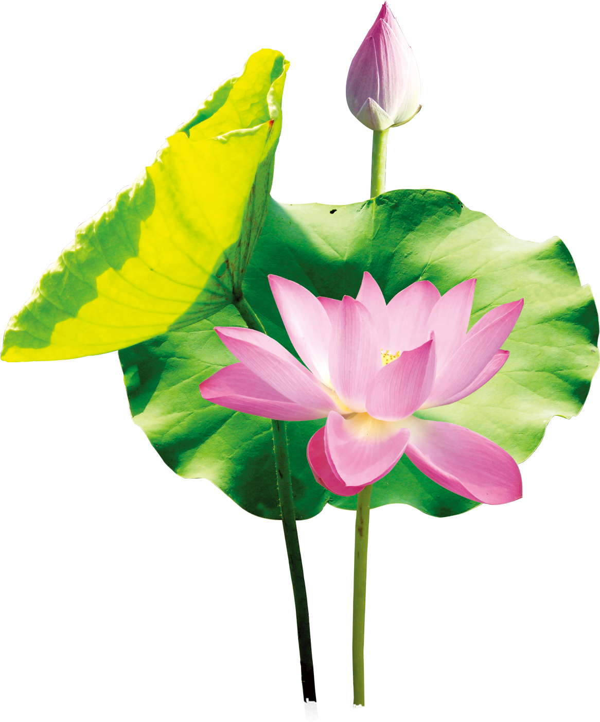 Arte Del Cartel - Sacred Lotus Clipart (1166x1403), Png Download