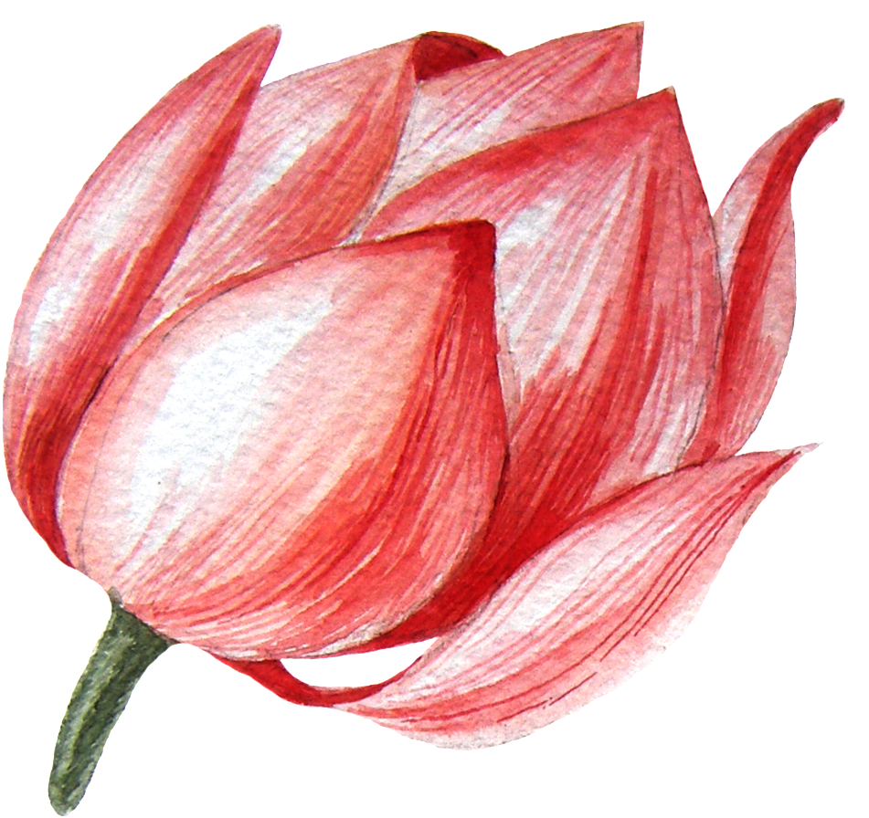 Lotus Flower Transparent Png This Graphics Clipart (951x896), Png Download