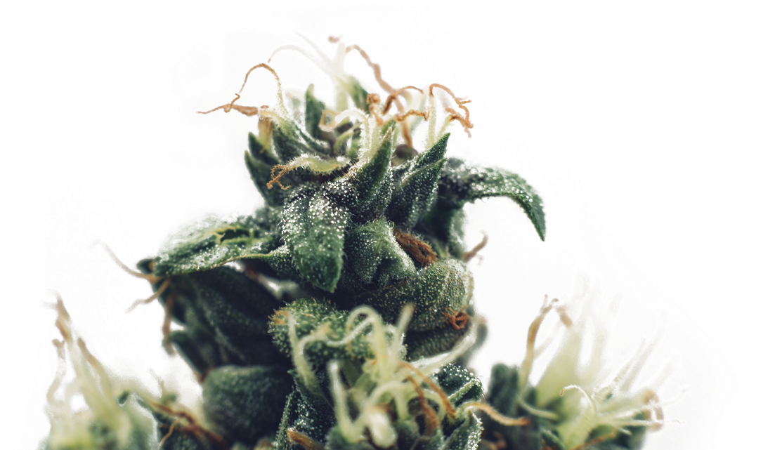 Barbary Coast - Rare Weed Strains Clipart (1180x640), Png Download