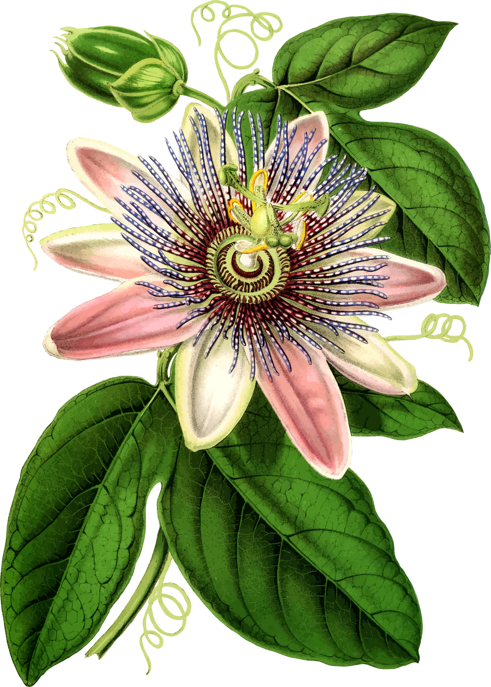 Passion Flower Clipart Vintage - Passion Fruit Flower Clipart - Png Download (1714x2400), Png Download