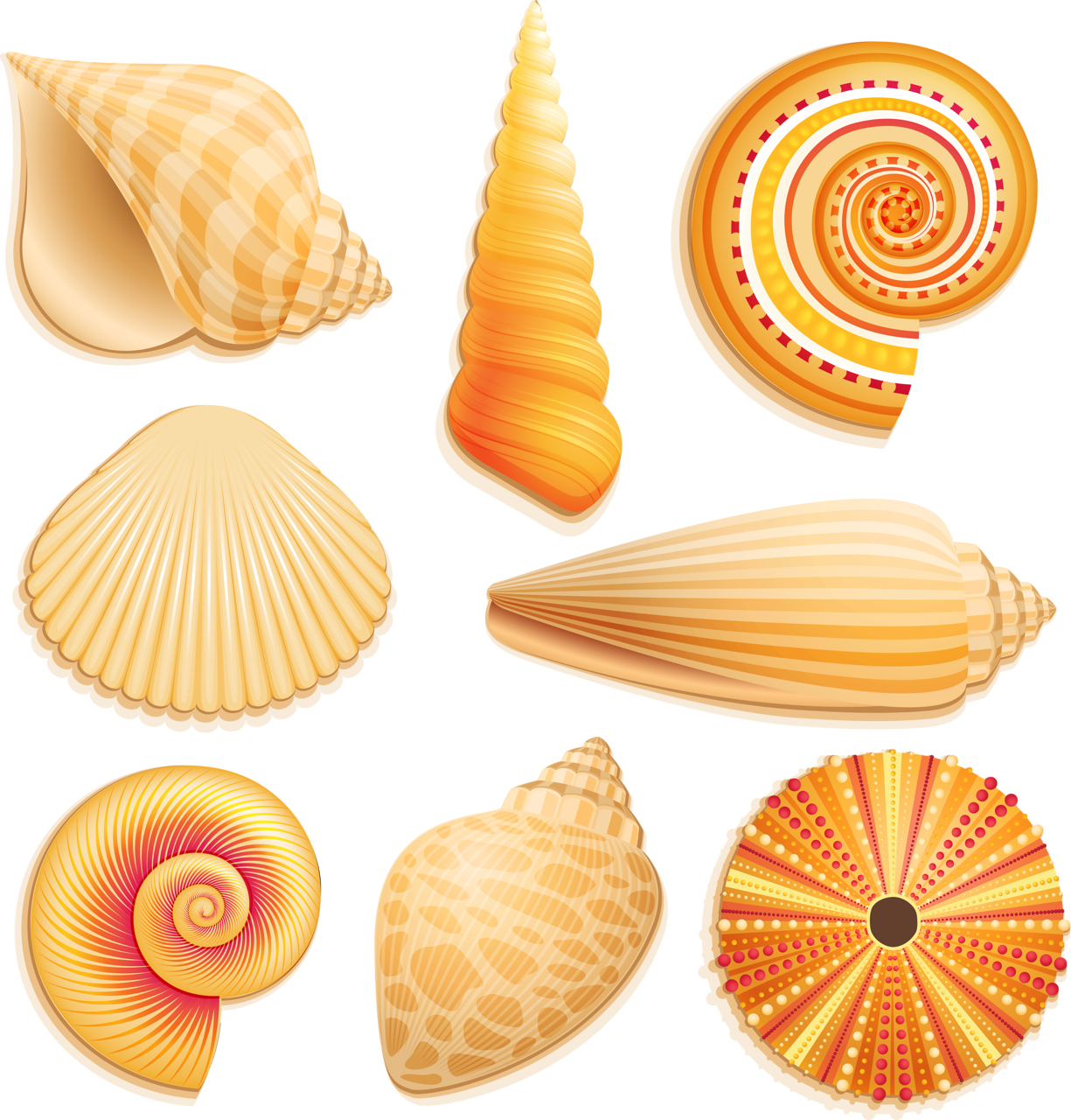 Seashells Clipart Underwater - Snail Sea Shell Clipart - Png Download (1225x1280), Png Download