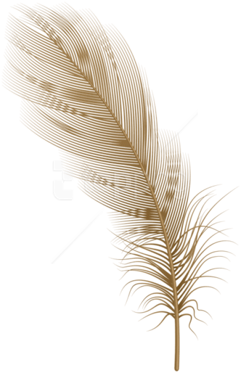 Download Feather Brown Png Clipart Png Photo - Illustration Transparent Png (480x741), Png Download